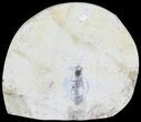 Cut and Polished Lower Jurassic Ammonite - England #62583-1